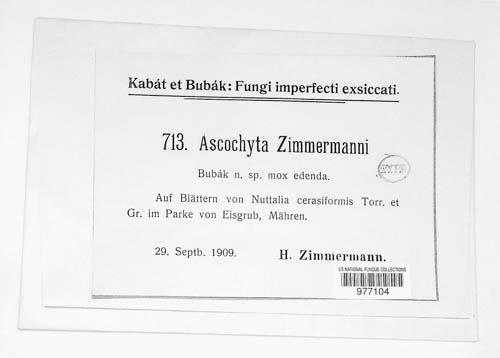 Ascochyta zimmermannii image